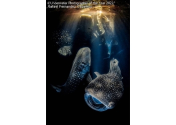 Melhores fotos subaquáticas de 2022