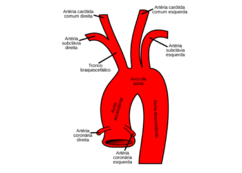Aneurisma da aorta: novo projecto quer reduzir a mortalidade