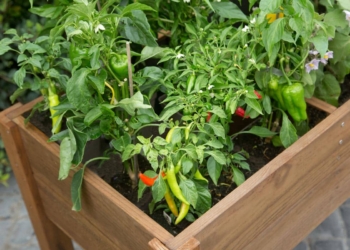 Carmo wood lança gama de hortas urbanas para a casa