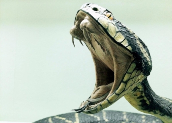 Cobra venenosa no cockpit obriga a aterragem de emergência