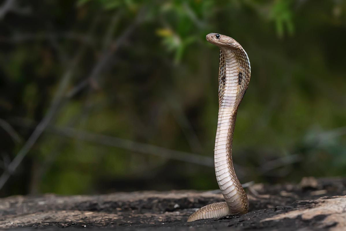 cobra venenosa naja, também conhecida como cobra capelo