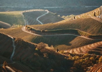 Douro vinhateiro é coroado como obra-prima de portugal