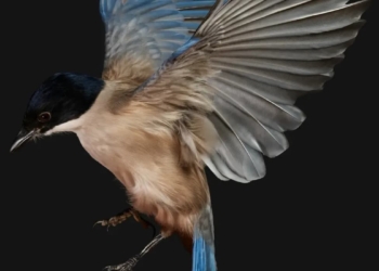 Google pixel 7 papéis de parede wallpapers