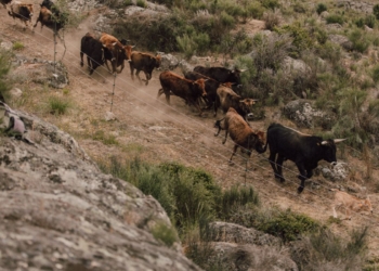 Manada taurus vale do côa