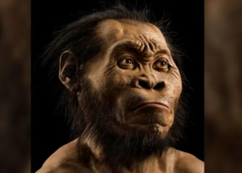 Homo naledi