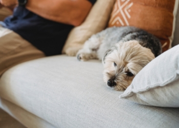 Sinais que os pets apresentam quando algo não está bem