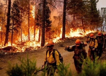 Fogos florestais inteligência artificial