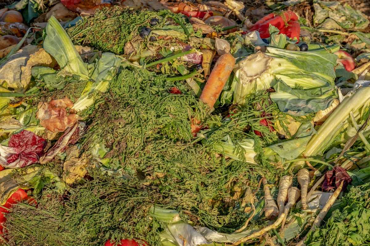 Desperdício alimentar em Portugal: Uma questão ecológica e social