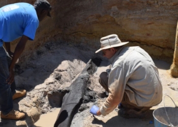 Estrutura de madeira