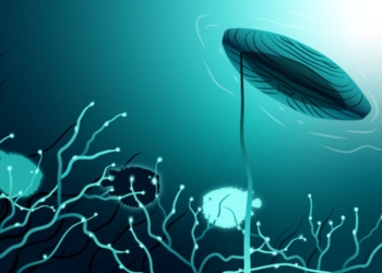 Núcleos do cerebelo