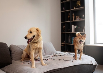 Dicas para diminuir a ansiedade dos cães no apartamento