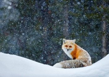 Fotografar vida selvagem