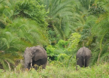 Ibm e wwf combatem a extinção dos elefantes africanos com ia