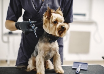 Pet groomer: entenda o papel do especialista no cuidado animal