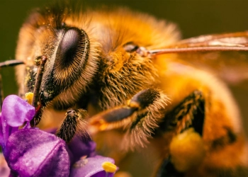 Meta abelhas planta nuclear