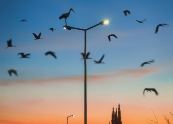 Português premiado nos huawei xmage awards 2024