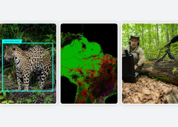 Speciesnet: ia da google para identificar espécies selvagens