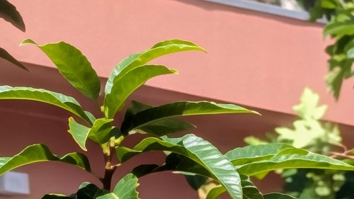 PXL pro zoom Reviews