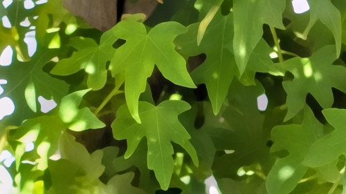 PXL rpo zoom cerca de 100 metros Reviews