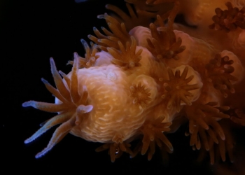 Canon Corals 8 canon, recuperação de recifes de coral, Seychelles TecheNet Canon apoia projeto de recuperação de recifes de coral nas seychelles