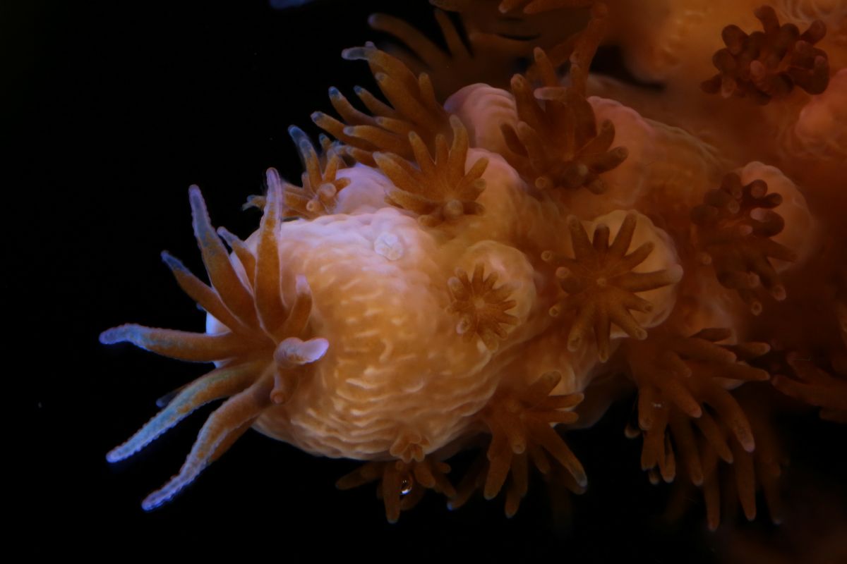 Canon Corals 8 canon, recuperação de recifes de coral, Seychelles TecheNet Canon apoia projeto de recuperação de recifes de coral nas seychelles