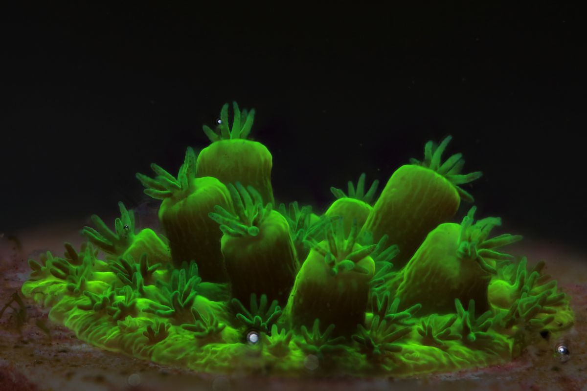 Canon Corals 9 canon, recuperação de recifes de coral, Seychelles TecheNet Canon corals 9 canon, recuperação de recifes de coral, seychelles